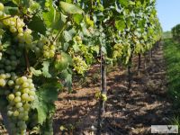 Weinberg-Thuengersheim-Jabfalter Weinberg-Thuengersheim-Jabfalter